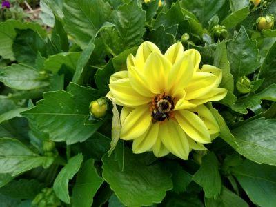 黄色的花，中间有一只毛茸茸的大黄蜂.
